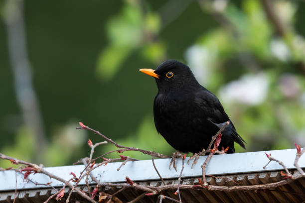 istock A male blackbird (Turdus merula) sitting on a small roof 1218757952