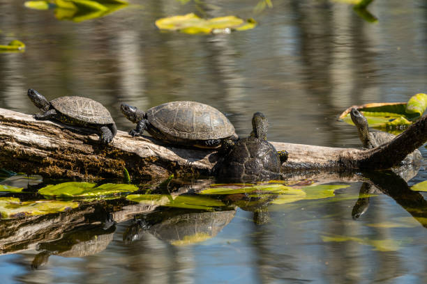 istock european pond turtles (Emys orbicularis) sunbathing 1218757989