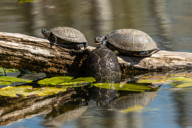 istock european pond turtles (Emys orbicularis) sunbathing 1218758052