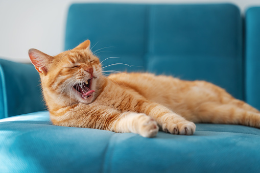 Cute beautiful funny red cat lies on a blue sofa and yawns, funny pets at home