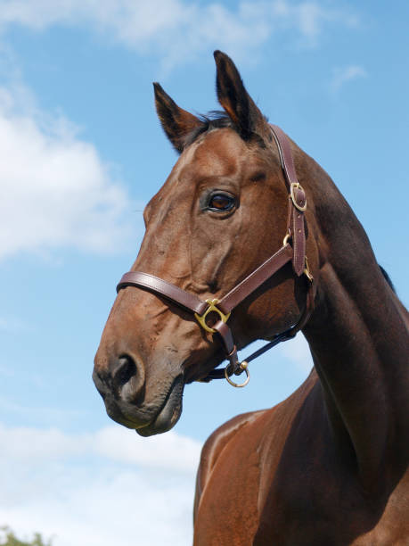 istock Horse Headshot against Blue Sky 1218759639