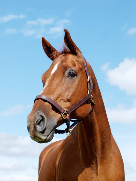 istock Horse Headshot against Blue Sky 1218759643