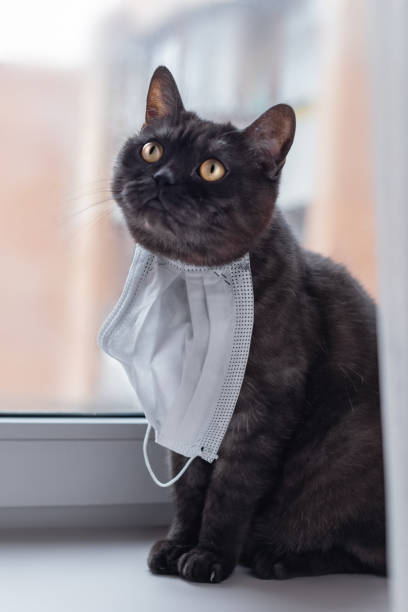 istock cat wearing medical  face mask 1218760974