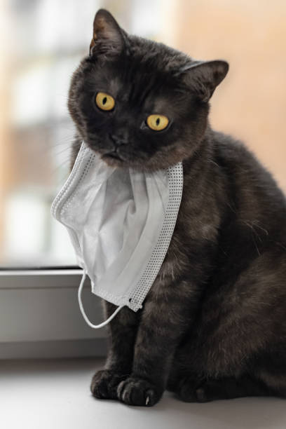 istock cat wearing medical  face mask 1218760977