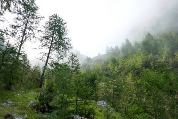 istock Dobratsch - Villacher Alpe, Carinthia, Austria 1218762166