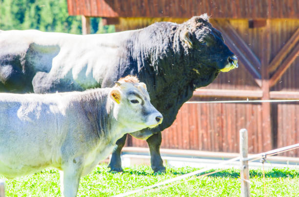 black and gray bull, strong and powerful and calf graze the grass in the high mountains