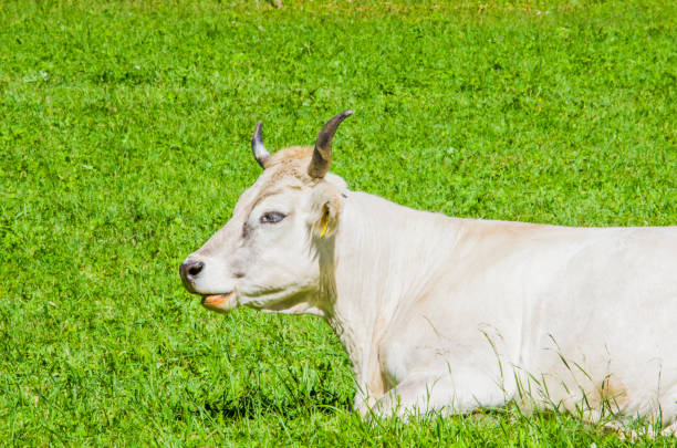 grazing cows, white, black and brown cows, graze the grass in the high mountains