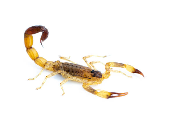 istock Image of brown scorpion isolated on white background. Insect. Animal. 1218763789