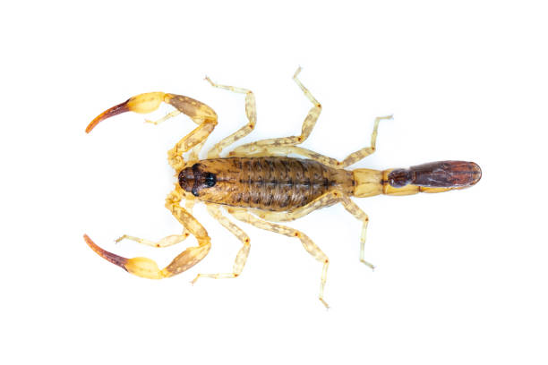 istock Image of brown scorpion isolated on white background. Insect. Animal. 1218763796