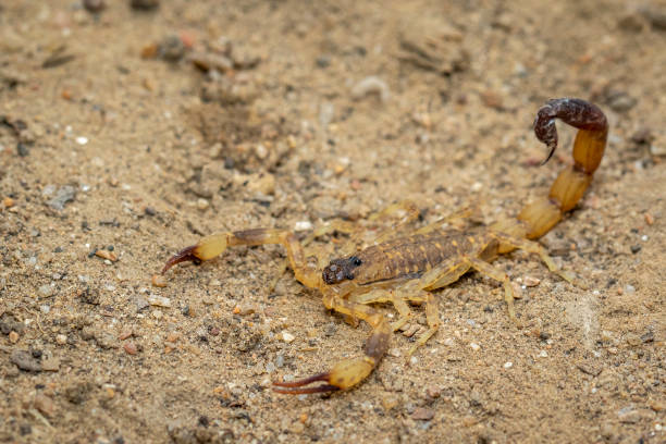 Image of brown scorpion on the ground. Insect. Animal. stock photo