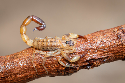 Image of brown scorpion on brown dry tree branch. Insect. Animal.