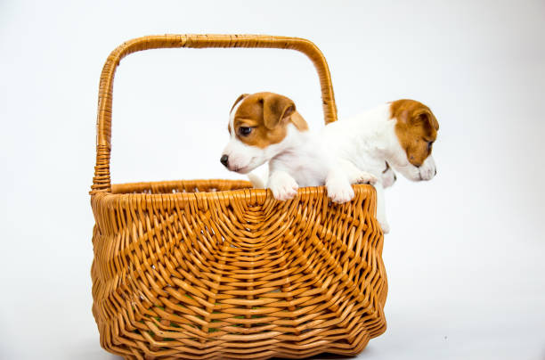 istock Puppies Russell Terrier. 1218765699