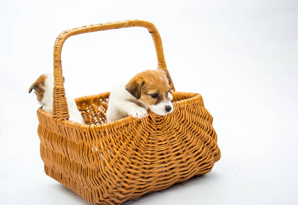 istock Puppies Russell Terrier. 1218765751