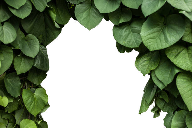 istock Green leaves foliage frame isolated on white background 1218765878