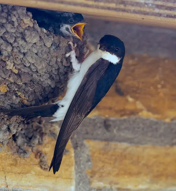 An adult House Martin (Delichon urbicum) arrives at its nest with a load of food as one of its several chicks begs loudly in its ears
