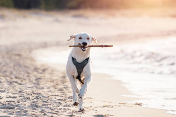 istock Golden labrador retriever on a beach playing with with a stick. 1218766205