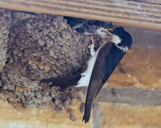 An adult House Martin (Delichon urbicum) perches on its nest while feeding one of its several chicks, under the eaves of a cottage in Northumberland, England
