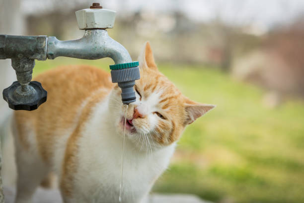 istock kitten drinks tap water. thirsty kitten drinking water outside in the yard. 1218766621