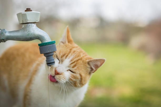 istock kitten drinks tap water. thirsty kitten drinking water outside in the yard. 1218766697