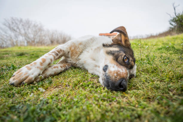 istock a big dog is lying, playing and having fun outside. 1218766745