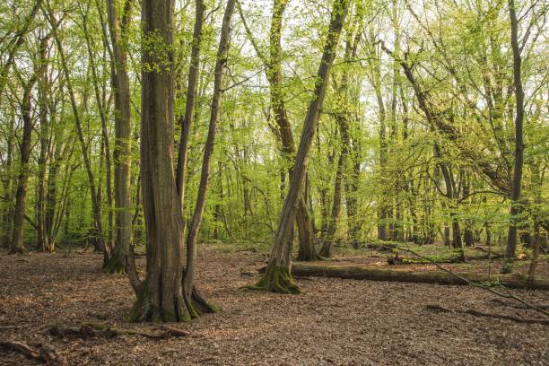 istock Woodland Forest Background Nature Scene 1218767890