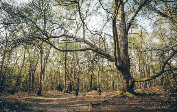 istock Woodland Forest Background Nature Scene 1218767893