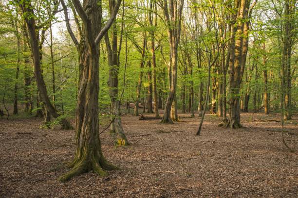 istock Woodland Forest Background Nature Scene 1218767944