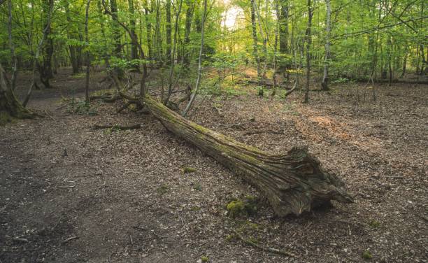 istock Woodland Forest Background Nature Scene 1218767948