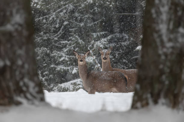 istock Two Curious Deer ( Cervus Elaphus ) Among Tree Trunks And Snowdrifts During The January Snowfall. Perfect Winter Wilflife Landscape In Natural Colors. Winter Wonderland With A Couple Graceful Doe. 1218768412