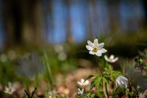 White flower of wood anemone with blurred background in spring sunny forest - Czech Republic, Europe