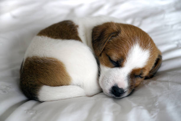 istock Cute little puppy sleeping on a white bed 1218769294