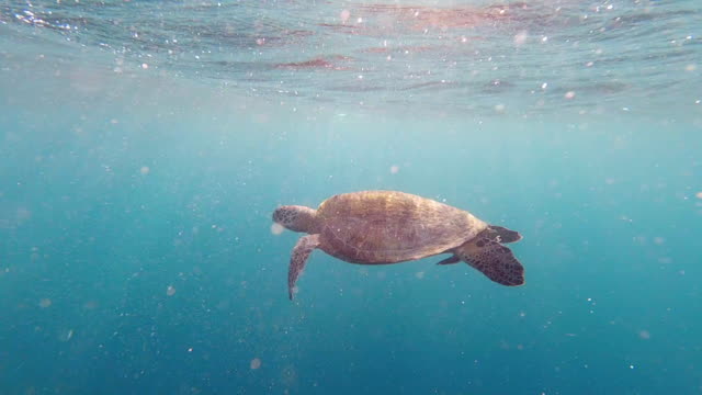 Large Sea Turtle Swimming Underwater
