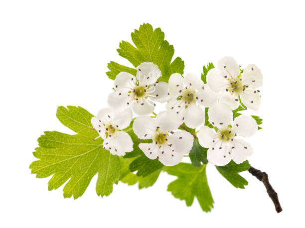 hawthorn - hawthorn stock-fotos und bilder