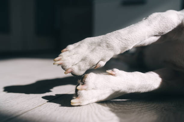 istock A dog paws with pads on a wooden floor with sun light. 1218769865