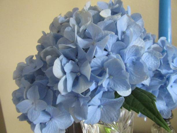 istock Close-up of blue hydrangea flower 1218770421