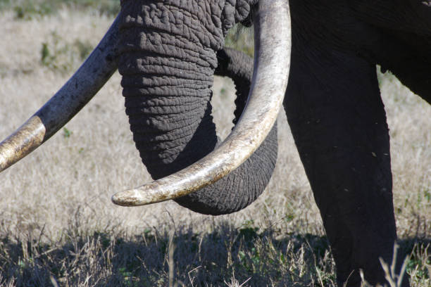 istock Large elephant in South African national park 1218770838