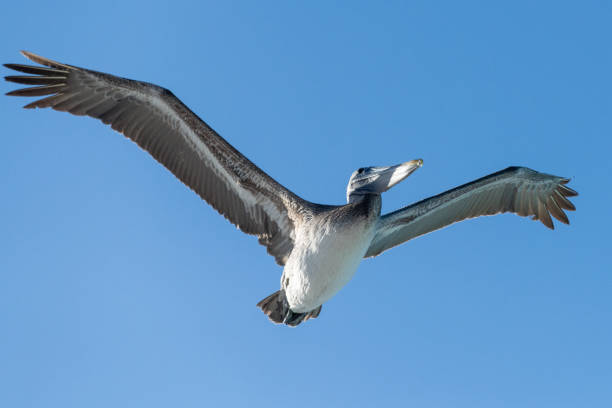 istock Pelican bird in flight, Cuba 1218770976