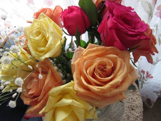 Orange, yellow, and red roses in bloom stock photo