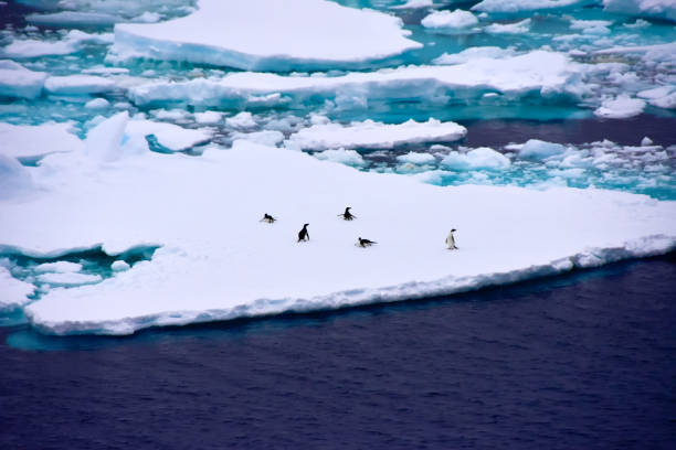 istock Group of Penguins on an iceberg 1218771821