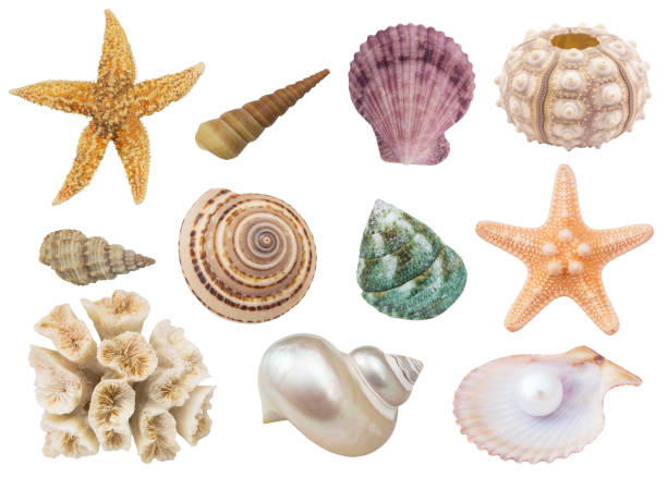istock Collection of seashells and starfish isolated 1218772177