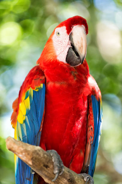 istock red, blue, yellow ara parrot outdoor 1218772521