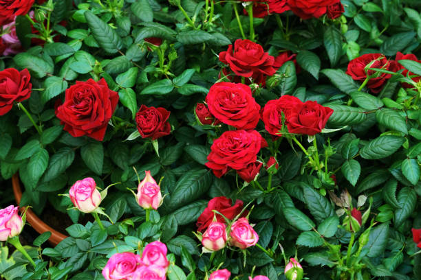 istock Red rose Bush view from the top 1218772677