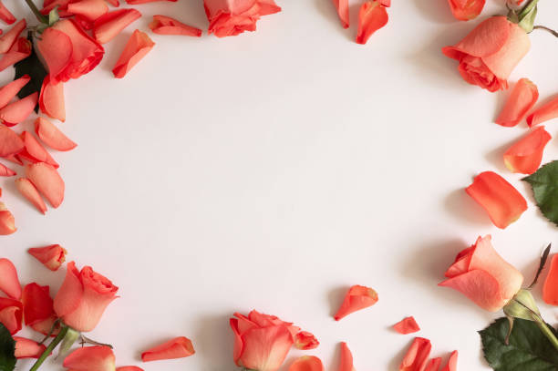 istock Rose and petals roses on a white background. 1218773977