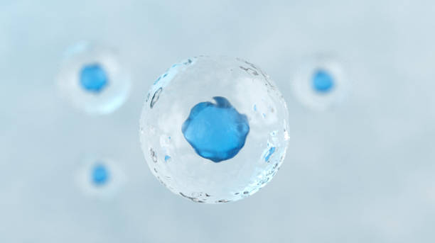 ilustração 3d de células humanas - human fertility artificial insemination embryo human egg - fotografias e filmes do acervo