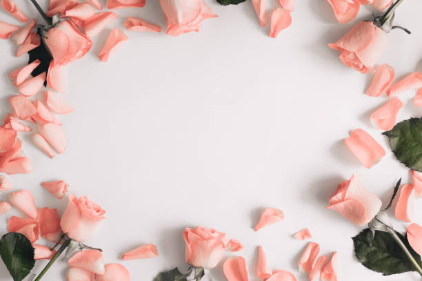 istock Rose and petals roses on a white background. 1218774080