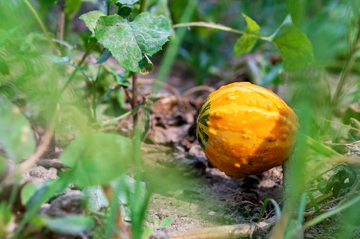 Pumpkin growing in the garden during the summer