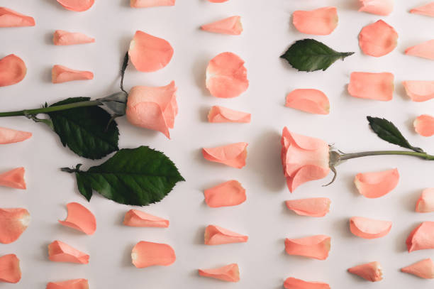 istock Rose and petals roses on a white background. 1218774153