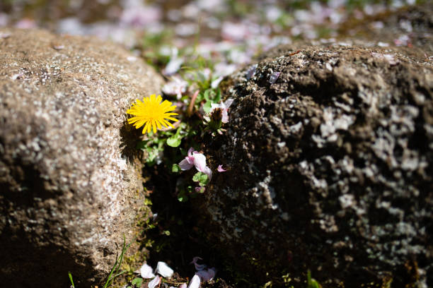istock Dandelion blooming in the rock gap 1218774423