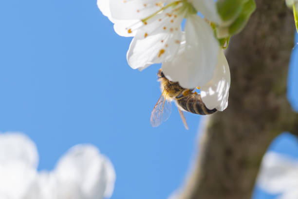 istock Honey bee pollinating blooming white cherry blossoms 1218775374