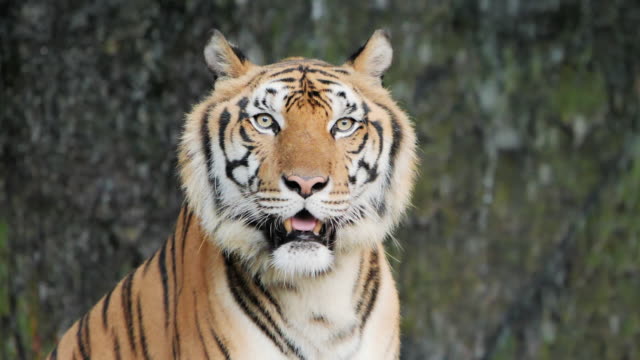Tiger; Siberian or Benga tiger, Slow motion.
